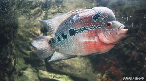 養羅漢魚|飼養羅漢魚的心得 